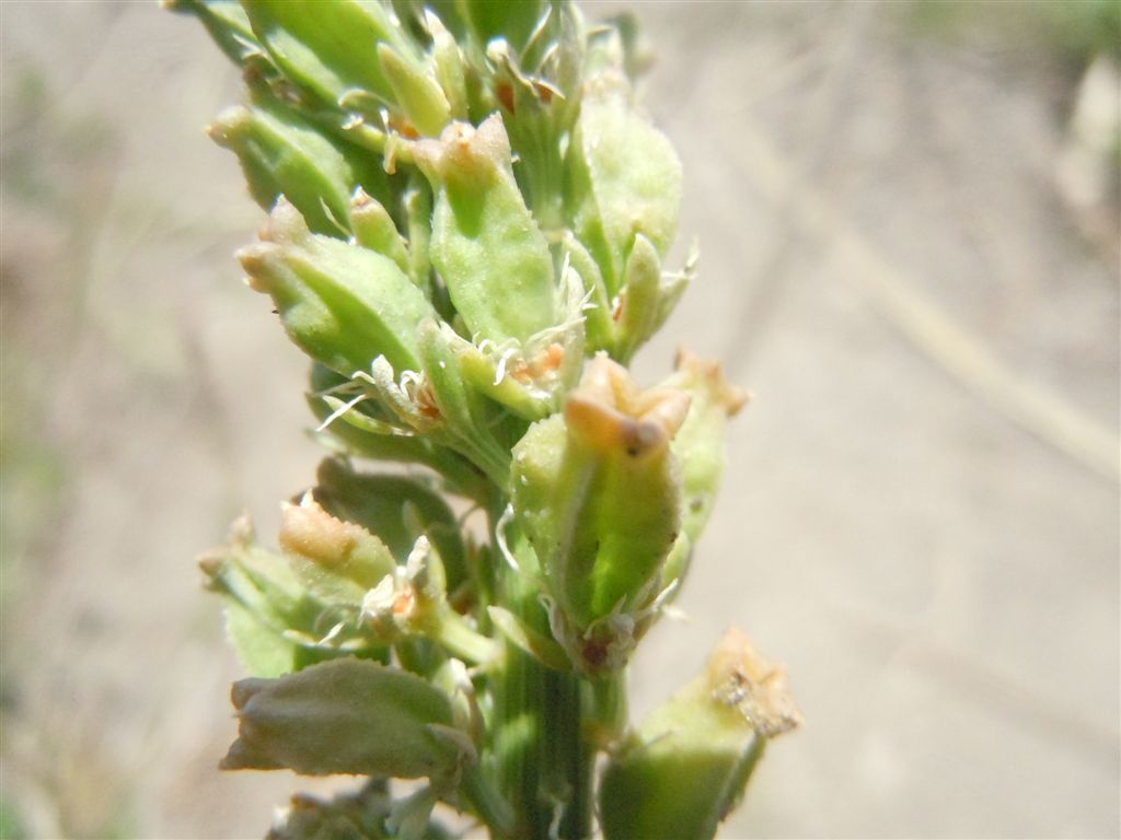 Reseda alba